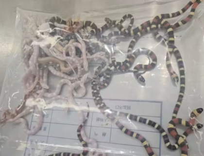 Man Caught Smuggling Over 100 Live Snakes In His Trousers