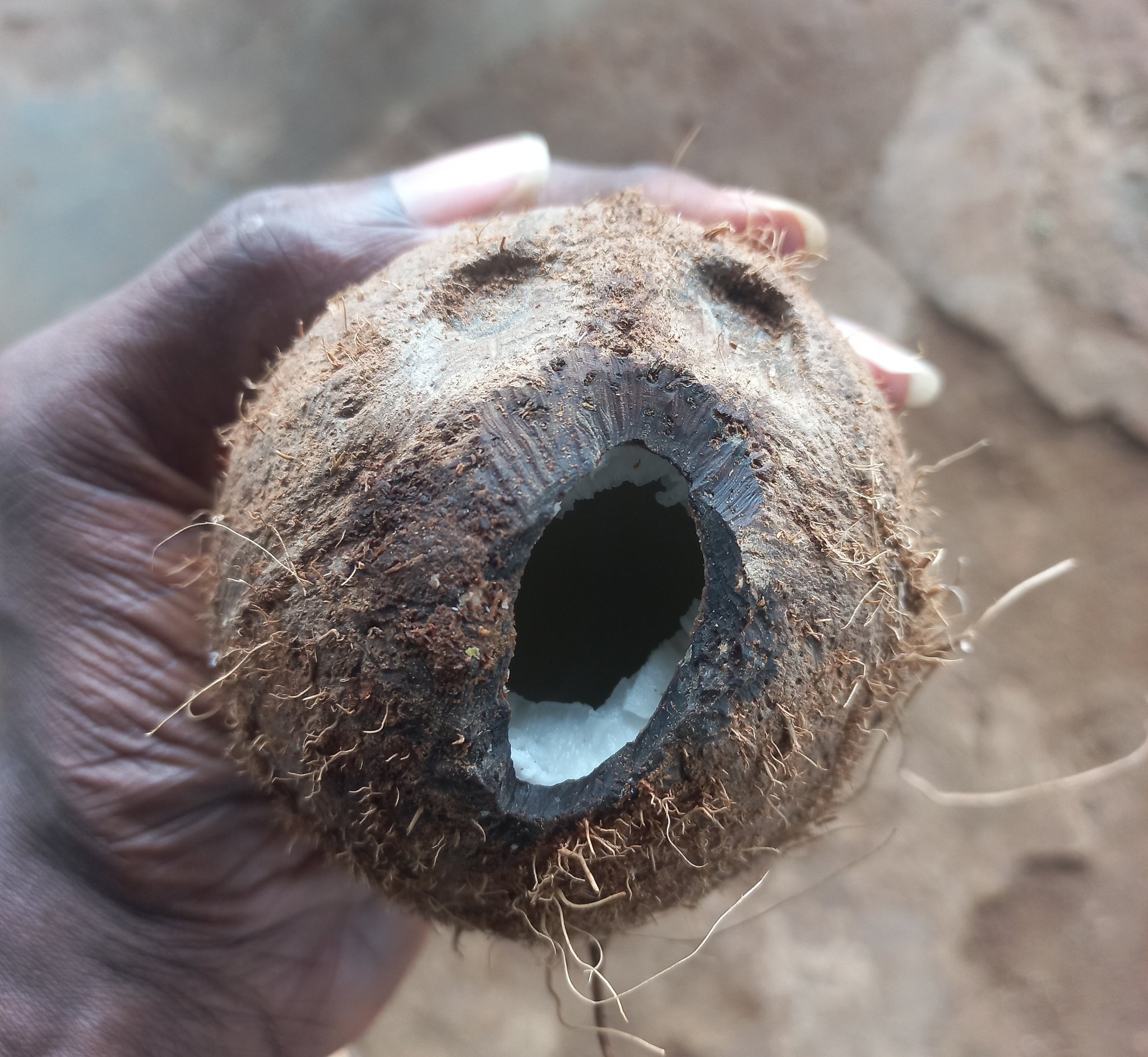 Hungry Rats Eat Coconuts Stored By Fruit Seller