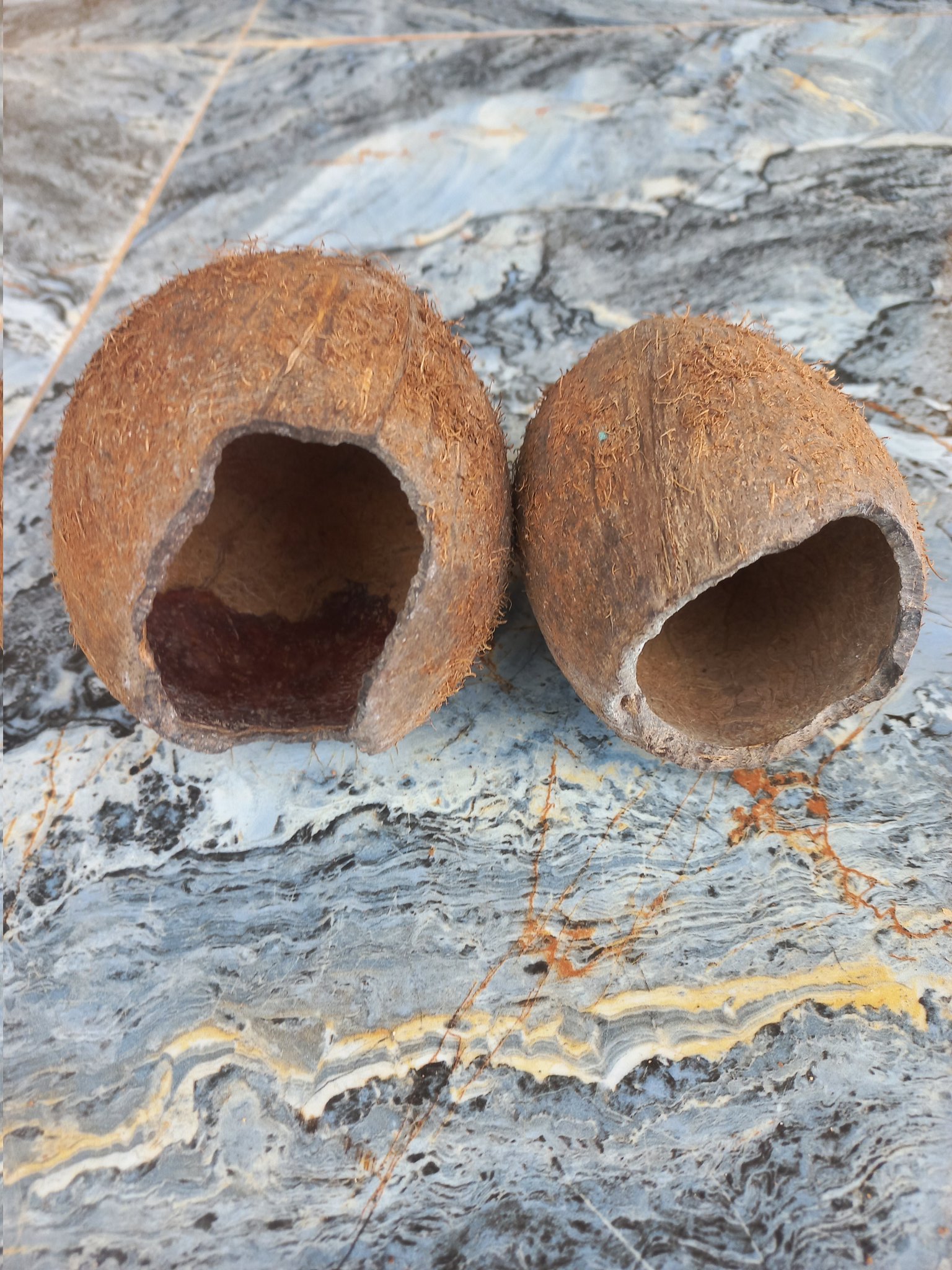 Hungry Rats Eat Coconuts Stored By Fruit Seller