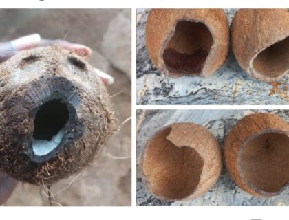 Hungry Rats Eat Coconuts Stored By Fruit Vendor
