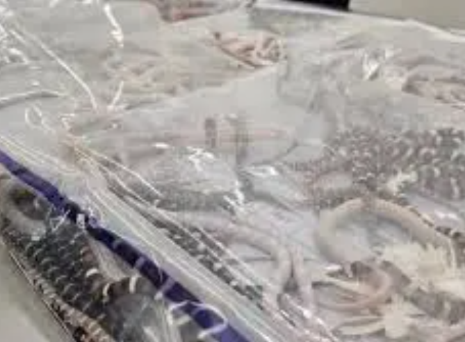 Man Caught Smuggling Over 100 Live Snakes In His Trousers