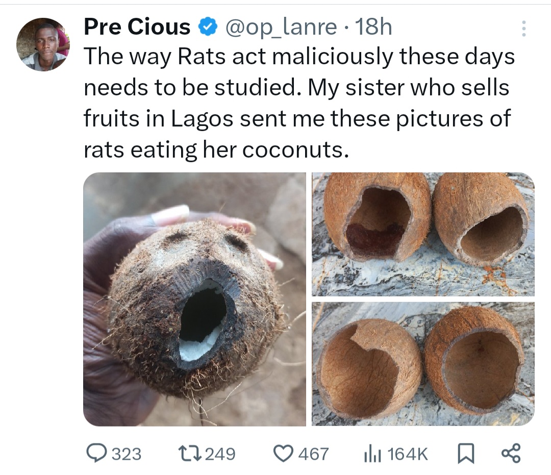 Hungry Rats Eat Coconuts Stored By Fruit Seller