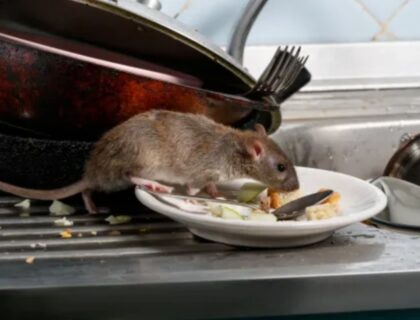 Experts Warn That Rat Disease With No Cure Has Spread To Humans And Killed Several People