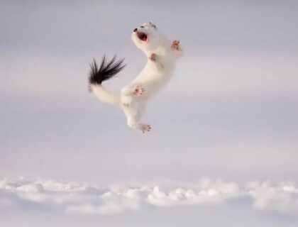 Spectacular Photos from the 2024 Wildlife Photographer of the Year Awards