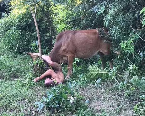 Horrifying New Details Emerge About Man Gored While Attempting To Rape Cow