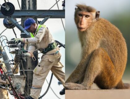 Monkey Causes Nationwide Blackout in Sri Lanka After Coming Into Contact with Grid Transformer