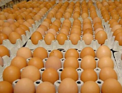 Egg Producers Protest Low Sales and Call for Government Intervention