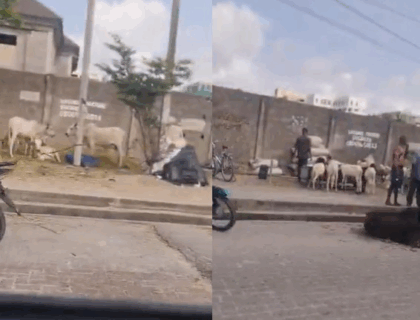 Man Decries ‘Illegal Goat and Cow Market’ in Lekki Phase One Ahead of Sallah