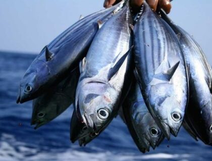 Nigeria Moves to End Fish Imports, Boost Local Production — Oyetola
