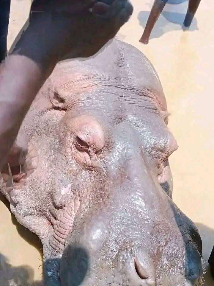 Rampaging Hippopotamus Butchered for Meat After Deadly Invasion in Adamawa