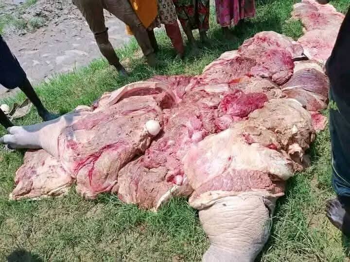 Rampaging Hippopotamus Butchered for Meat After Deadly Invasion in Adamawa