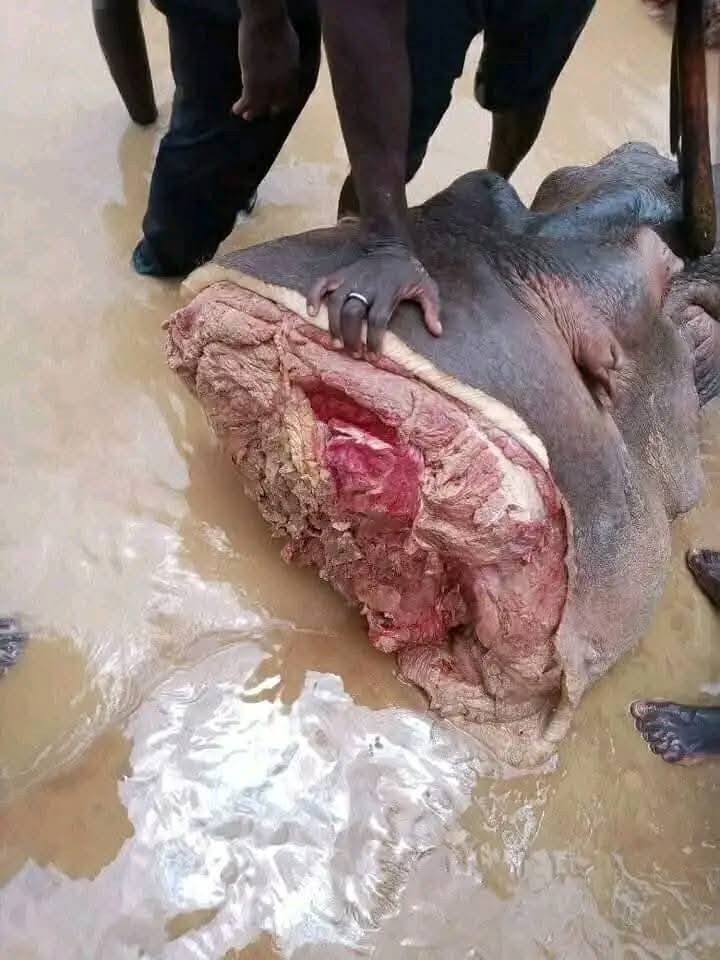 Rampaging Hippopotamus Butchered for Meat After Deadly Invasion in Adamawa