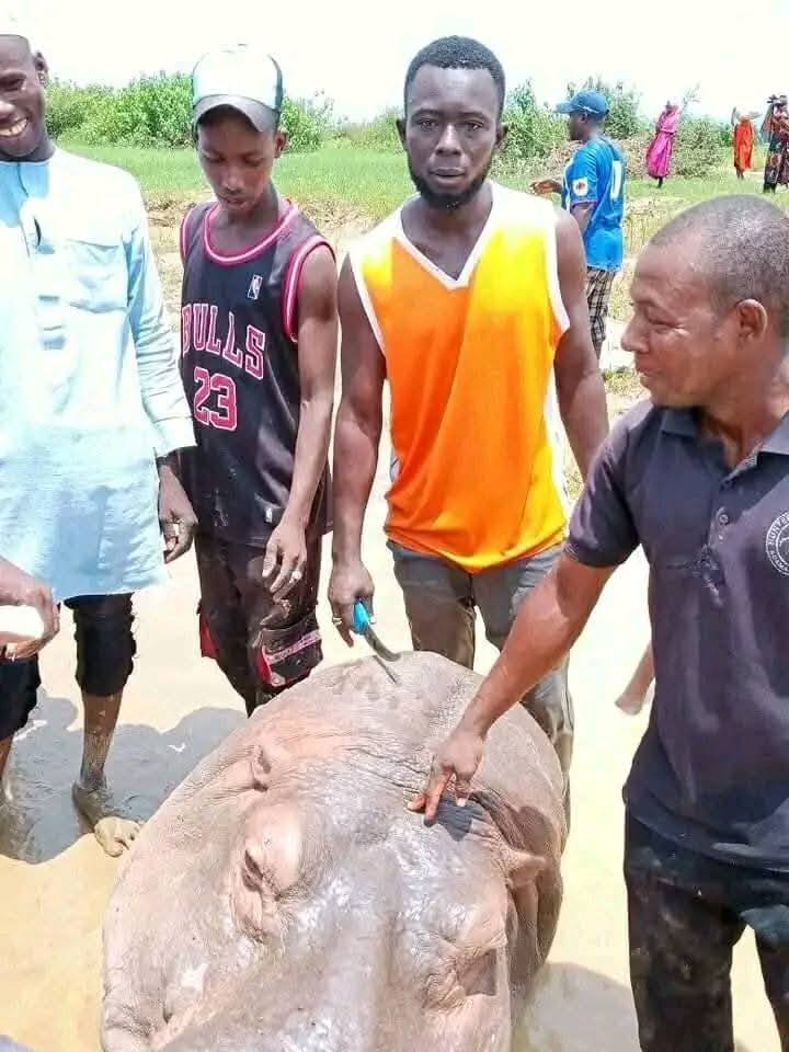 Rampaging Hippopotamus Butchered for Meat After Deadly Invasion in Adamawa