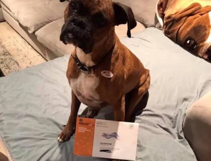 California Woman Charged After Registering Her Dog to Vote