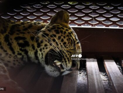 Panic As Leopard Wanders Into Hotel In Indonesia’s West Java, Guests Evacuated