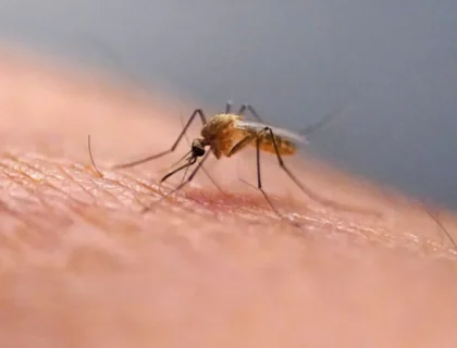 Warming Temperatures Bring Mosquitoes to Iceland