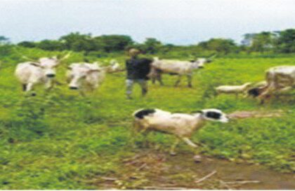 Herder Arraigned In Akure For Open Grazing, N1.1m Farm Damage