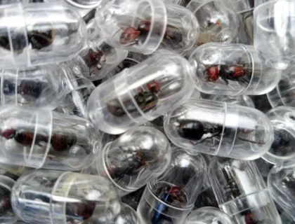 Chinese National Apprehended in Kenya for Alleged Smuggling of 2,000 Live Queen Ants